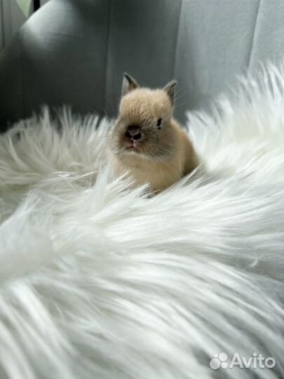 Карликовый кролик