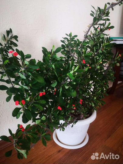 Эуфорбия 60см