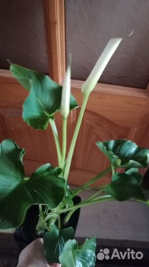 Калла эфиопская