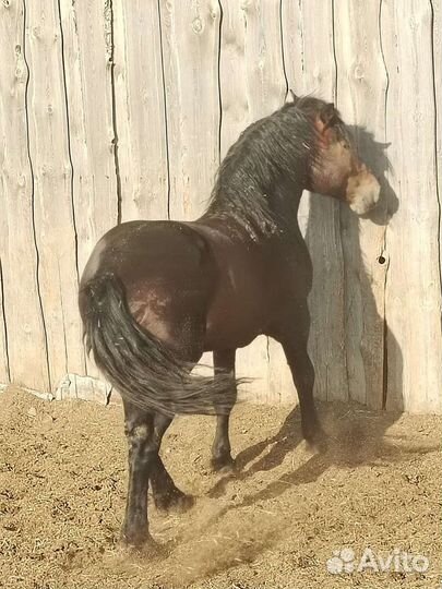 Жеребец тяжеловоз