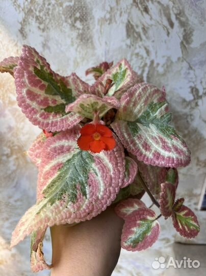 Эписция акварельная