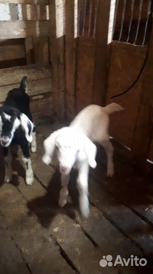 Продам козлят