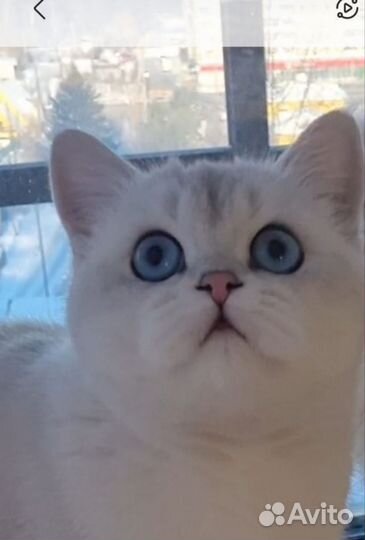Кошки