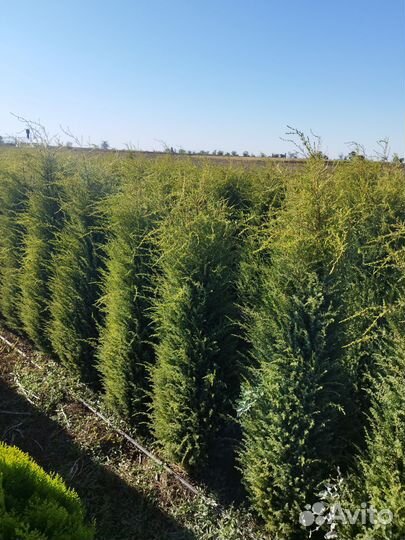 Можжевельник голд кон