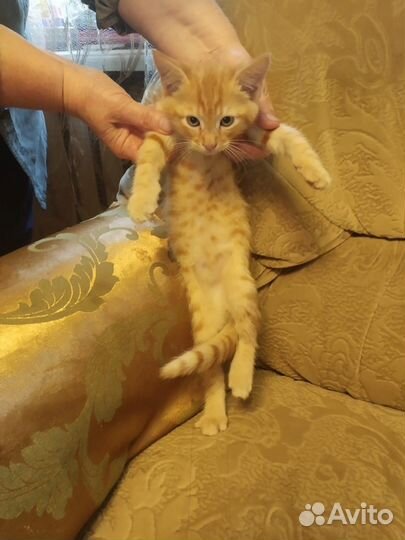 Отдам в добрые руки