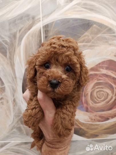 Той-Пудель, мальчик