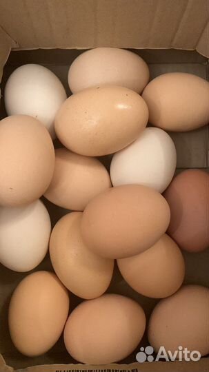 Яйца куриные домашние продажа