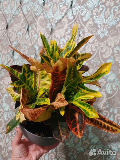 Кодиеум (кротон) экселент