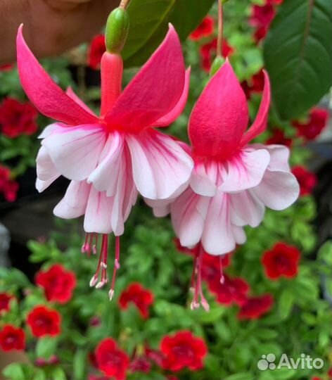 Фуксии махровые, сортовые