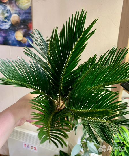 Пальма Цикас цветы растения