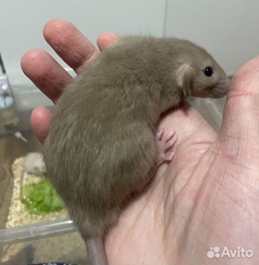 Крысята дамбо из питомника