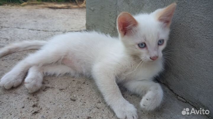 Котенок в добрые руки