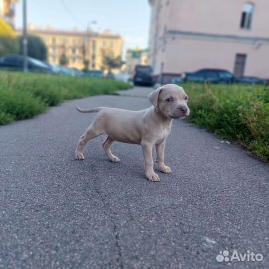 Щенки Прайтера