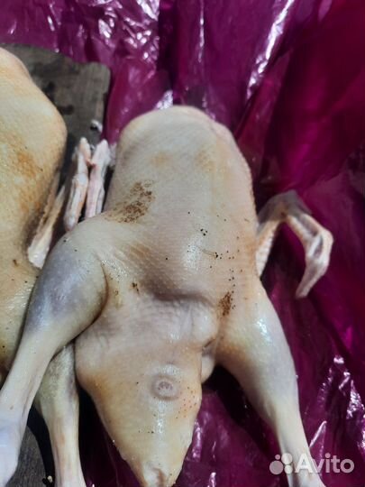 Утка домашняя мясо