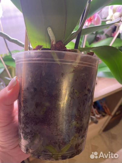 Орхидея грин бетмен Бабочка