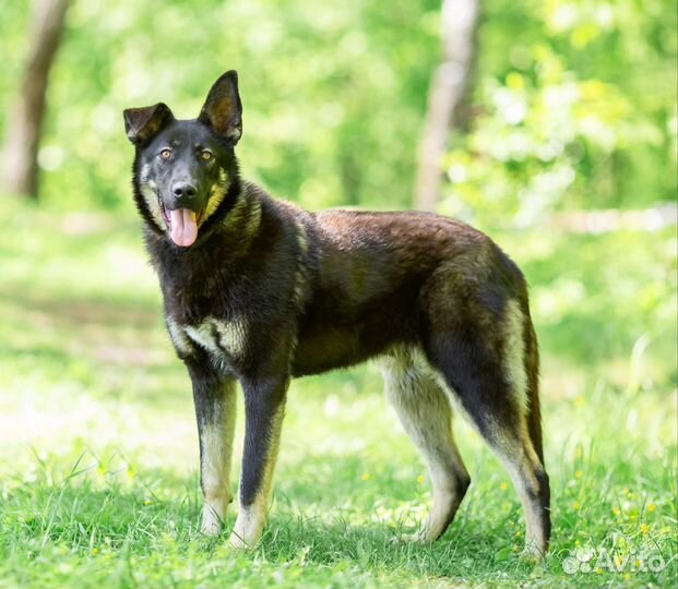 Собака в добрые руки отдам бесплатно
