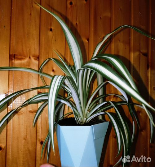 Хлорофитум в горшке