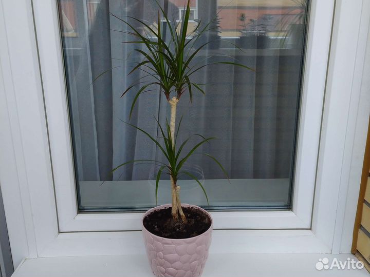 Комнатные цветы драцена