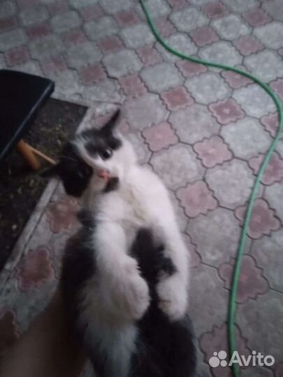 Отдам 3 котят бесплатно в добрые руки