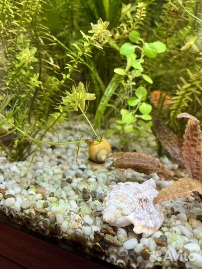 Ампулярии цветные