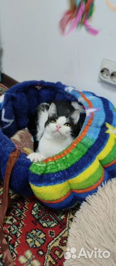 Кошечка Мила в добрые руки