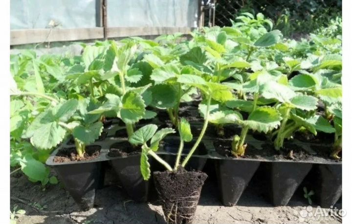 Клубника Азия,Альба,Клери