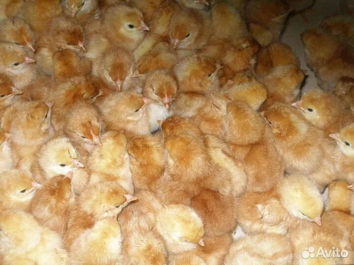 Молодки, петушки