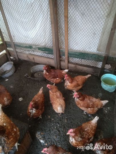 Куры несушки 8 шт