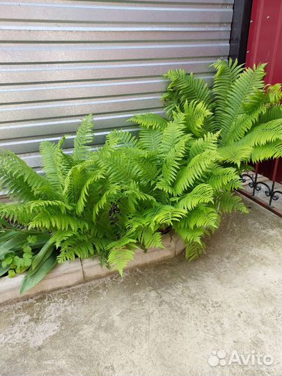 Папоротник садовый