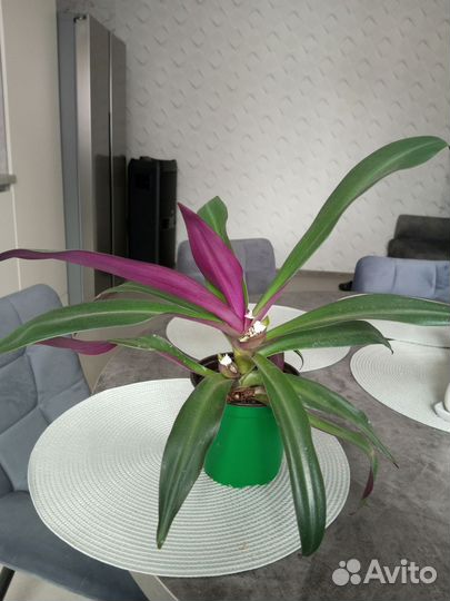 Рео полосатый, традесканция, аглаонема, циперус