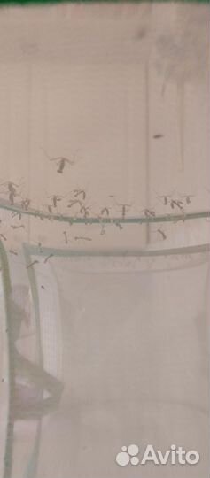 Богомол маленький