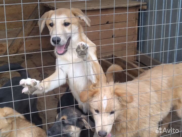 Щенки в добрые руки