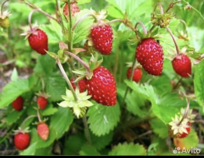 Земляника ремонтантная