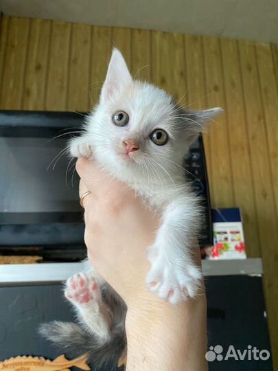 Кошка в дар