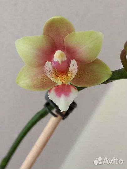 Орхидея фаленопсис