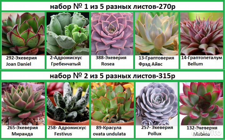 Суккуленты-наборы листов суккулентов