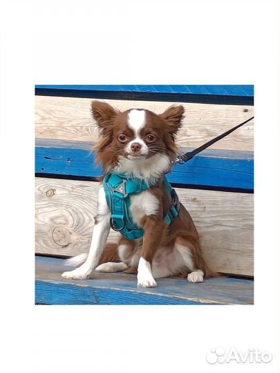 Чихуахуа вязка