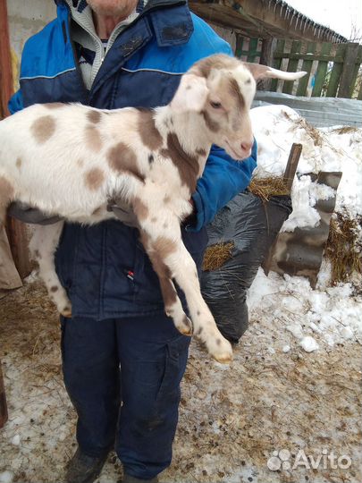 Козлята нубокамори на племя