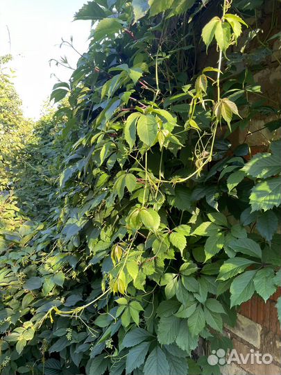 Виноград дикий вьюн