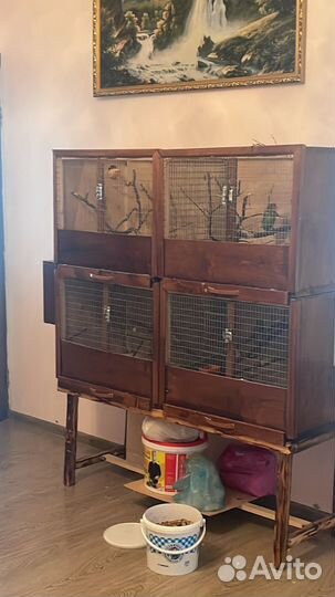 Попугай корелла