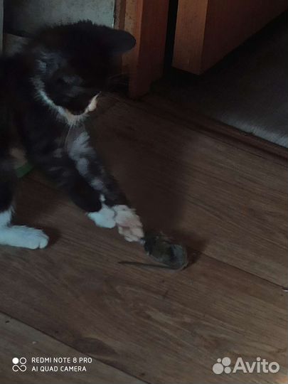 Британские котята