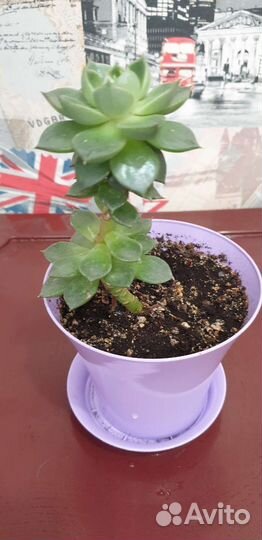 Каменная роза