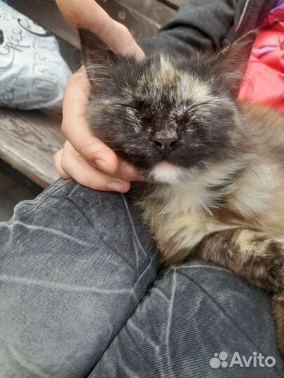 Котёнок девочка 3 мес