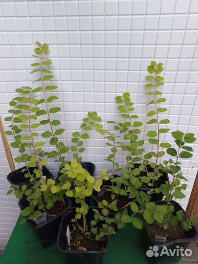 Снежноягодник