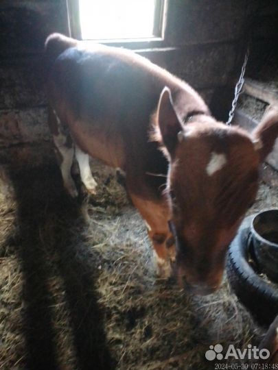 Айширский бычок