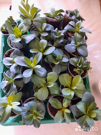 Рассада цветов эустома