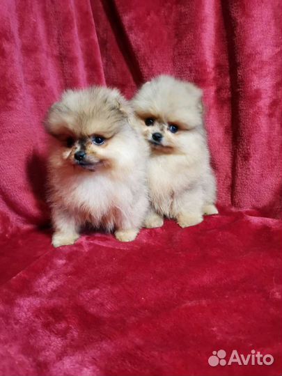 Пом детишки, мохнатые мишки