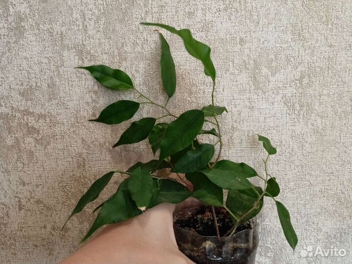 Комнатные растения