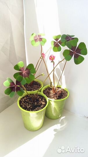 Оксалис Кислица Айрон Кросс