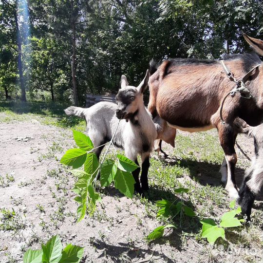 Продам козье молоко